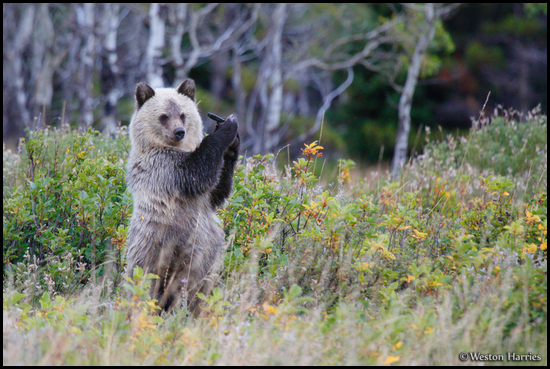 - Blonde and Black Grizzly Bear Cub Standing Up
Holding an Object in Its Paws, Glacier NP -