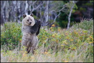 - Blonde and Black Grizzly Bear Cub Standing Up
Holding an Object in Its Paws, Glacier NP -