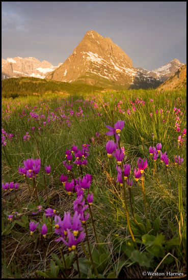 - Shooting Star Wildflowers in a Meadow Below Grinnell Point at Sunrise, Glacier NP -