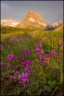 - Shooting Star Wildflowers in a Meadow Below Grinnell Point at Sunrise, Glacier NP -