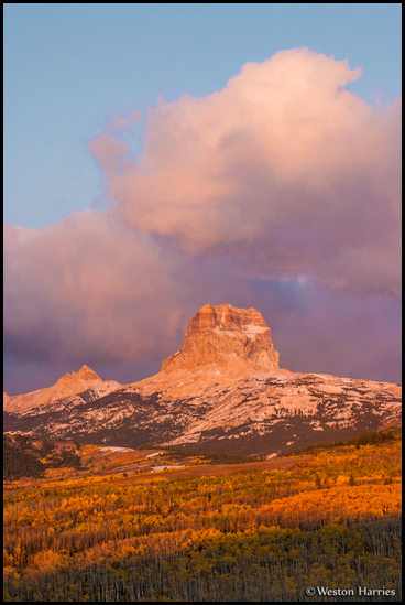 - Aspens in Fall Color Below Chief Mountain at Sunrise, Glacier NP -