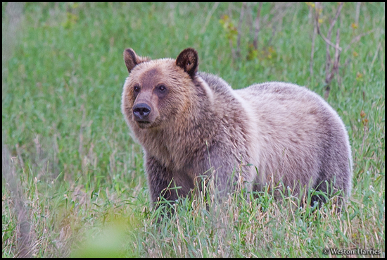 - Grizzly Bear, Glacier NP -
