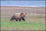 - Grizzly Bear, Glacier NP -