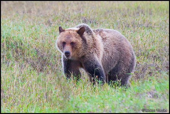 - Grizzly Bear, Glacier NP -