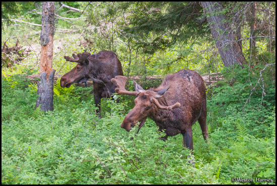 - Two Bull Moose, Glacier NP -