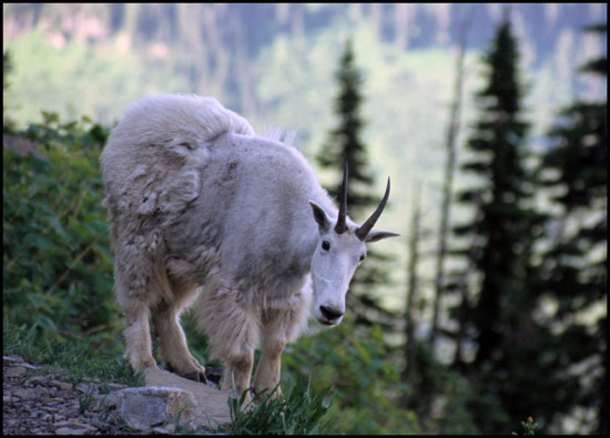 - Mountain Goat Hiking the Highline Trail, Glacier NP -