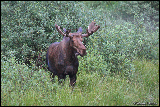 - Bull Moose, Glacier NP -