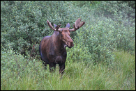 - Bull Moose, Glacier NP -