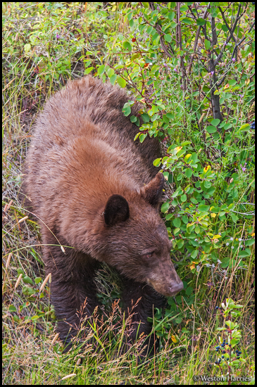 - Cinnamon Colored Black Bear, Glacier NP -