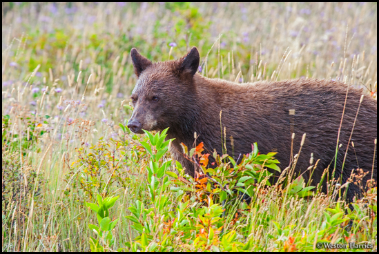 - Cinnamon Colored Black Bear, Glacier NP -
