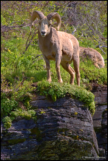 - Bighorn Ram Perched on a Rock Ledge, Glacier NP -