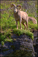 - Bighorn Ram Perched on a Rock Ledge, Glacier NP -