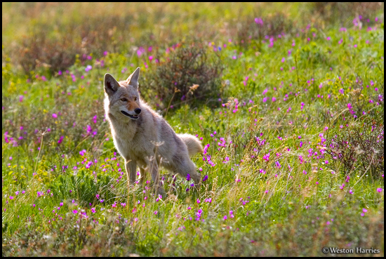 - Coyote Marking Its Territory in a Meadow, Glacier NP -
