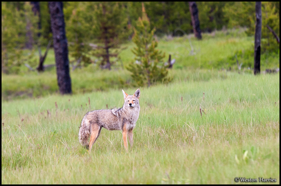 - Coyote in a Meadow, Glacier NP -