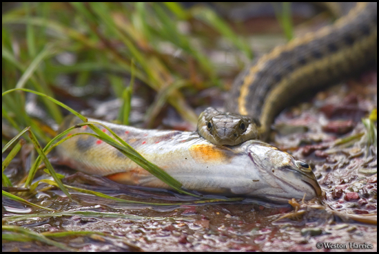 - Butler's Garter Snake Eating an Endangered Bull Trout, Glacier NP -