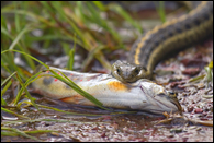 - Butler's Garter Snake Eating an Endangered Bull Trout, Glacier NP -