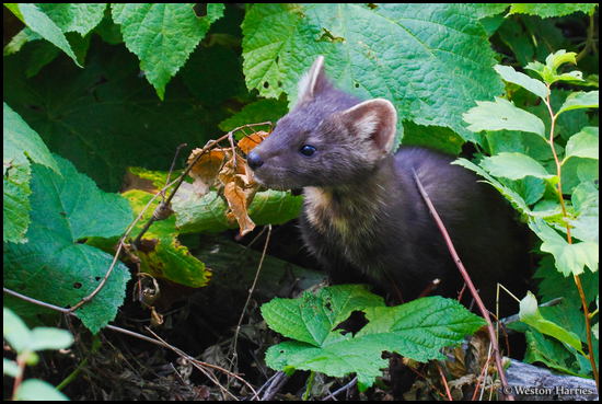 - Brown and White Pine Marten, Glacier NP -