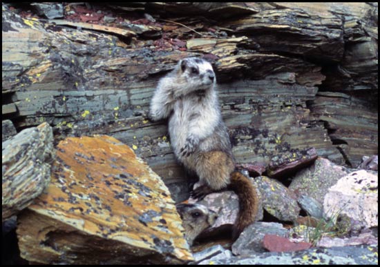 - Marmot Posing, Seen Near Cracker Lake, Glacier NP -
