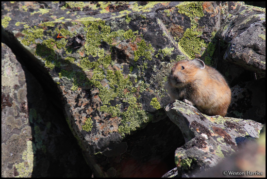 - Pika, Glacier NP -