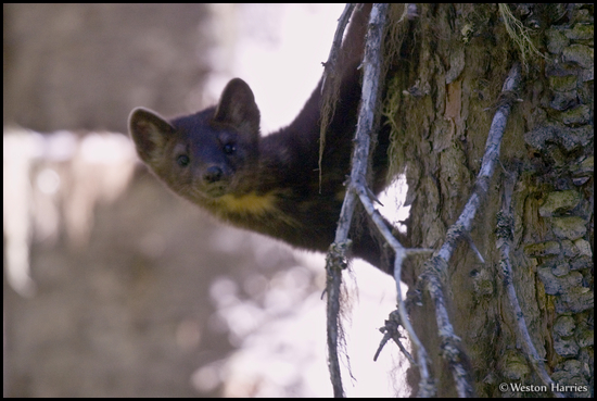 - Curious Pine Marten Perched on a Tree, Glacier NP -
