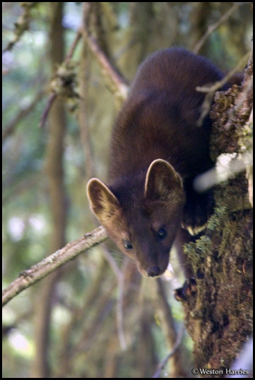 - Curious Pine Marten Perched on a Tree, Glacier NP -