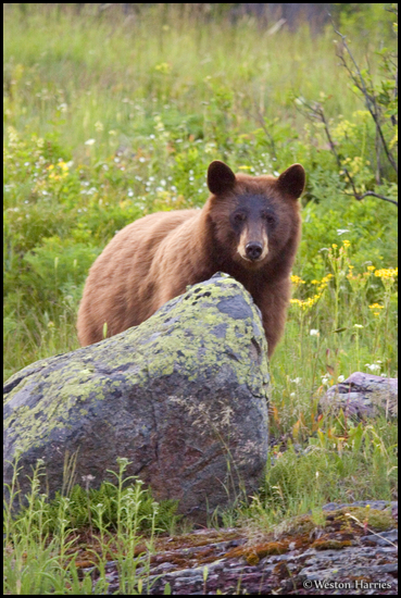 - Cinnamon Colored Black Bear, Glacier NP -