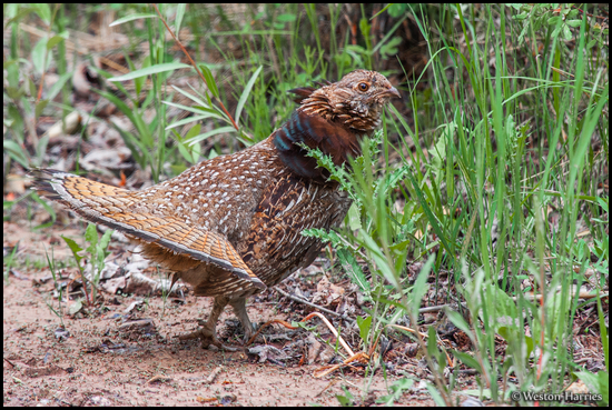 - Female Red-Form Ruffed Grouse Displaying, Glacier NP -