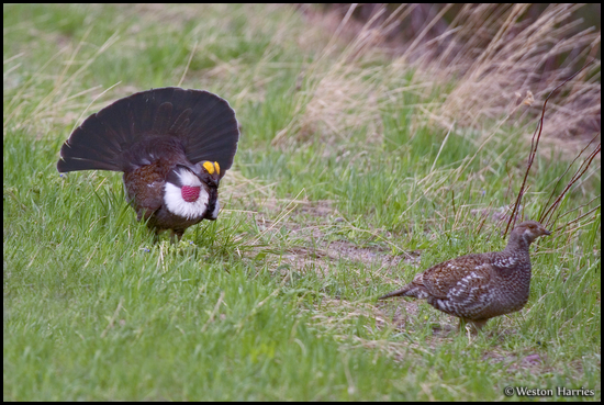 - Male Grouse Displaying for a Female, Glacier NP -