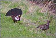 - Female Red-Form Ruffed Grouse Displaying, Glacier NP -