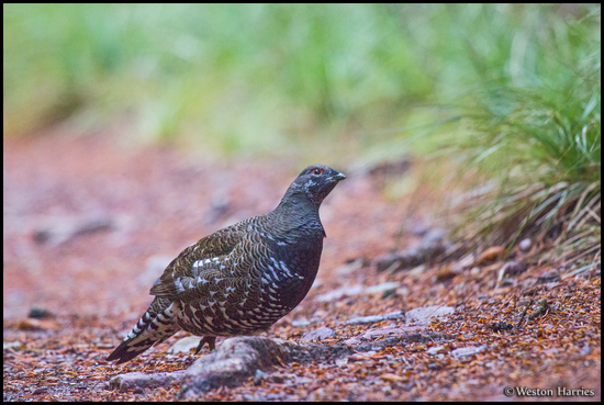 - Male Spruce Grouse, Glacier NP -