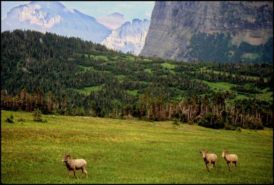 - Bighorn Sheep Near Logan Pass, Glacier NP -