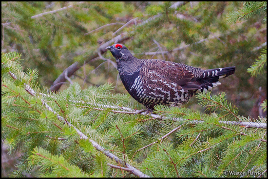 - Male Spruce Grouse, Glacier NP -