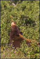 - Black Bear Reaching Up to Eat Berries, Glacier NP -