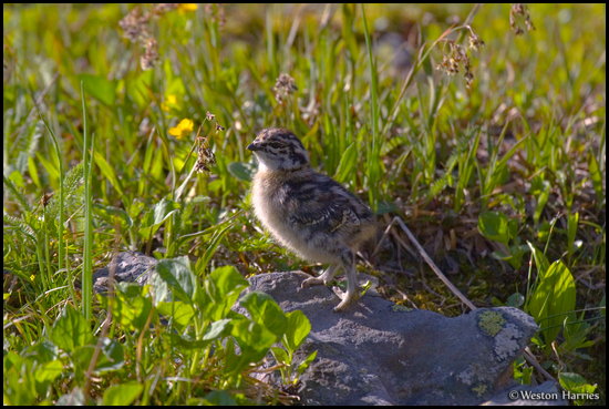 - Backlit Ptarmigan Chick, Glacier NP -
