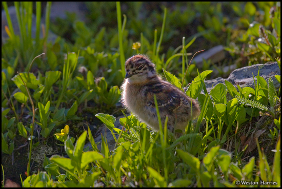 - Backlit Ptarmigan Chick, Glacier NP -