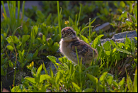- Backlit Ptarmigan Chick, Glacier NP -