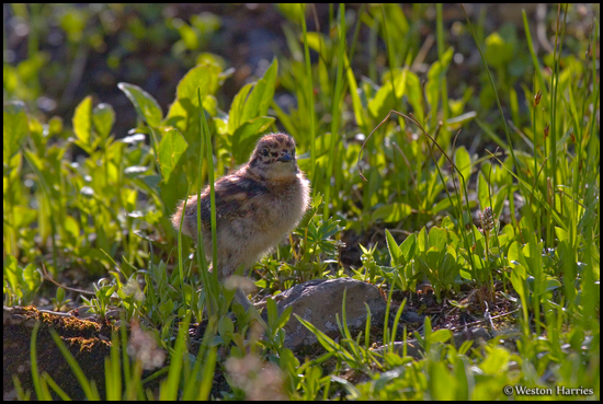 - Backlit Ptarmigan Chick, Glacier NP -