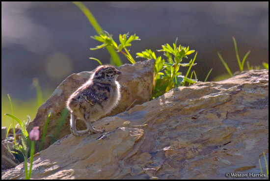 - Backlit Ptarmigan Chick, Glacier NP -