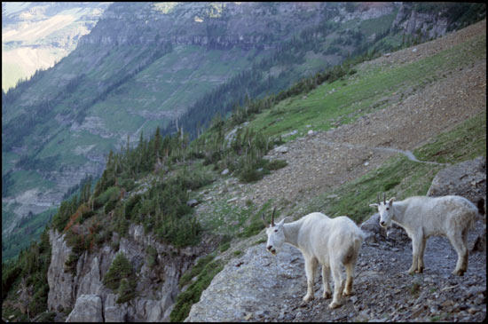 - Mountain Goats on the Highline Trail, Glacier NP -
