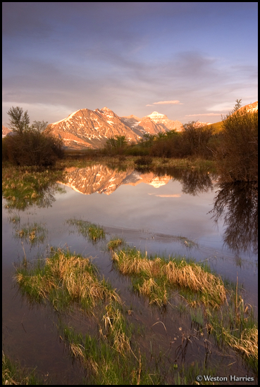 - Flooded Meadow Reflecting the Peaks Around St. Mary Lake at Sunrise, Glacier NP -