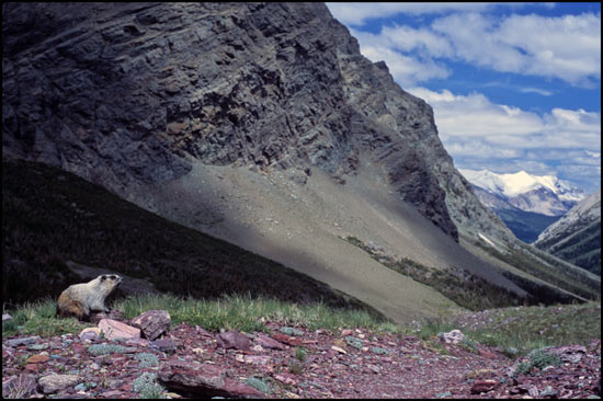 - Marmot Looking Towards Yellow Mountain, Glacier NP -