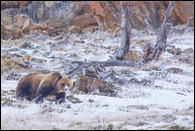 - Grizzly Bear Sow with a Snowy Snout, Glacier NP -