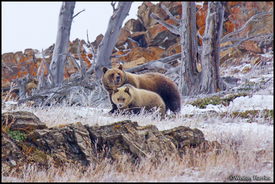 - Grizzly Bear Sow and Cub, Glacier NP -