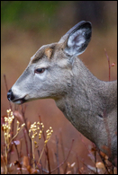 - Whitetail Deer in the Rain, Glacier NP -