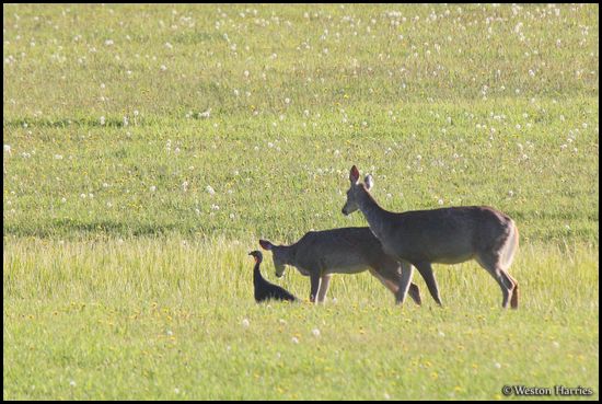 - Two Whitetail Deer Approaching a Turkey, Glacier NP -