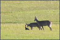 - Two Whitetail Deer Approaching a Turkey, Glacier NP -