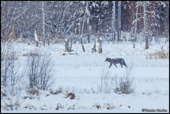 - Wild Wolf in a Snowy Meadow, Glacier NP -