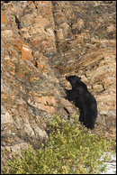 - Black Bear Climbing a Rocky Cliff, Glacier NP -
