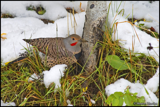 - Flicker Woodpecker on the Snowy Ground, Glacier NP -