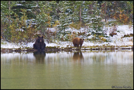 - Black Bear Sow and Cub Sitting on the Snowy Lakeshore, Reflected in Fishercap Lake, Glacier NP -